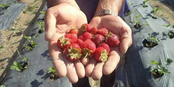 Büyükşehir’den çiftçiye hibeli çilek fidanı
