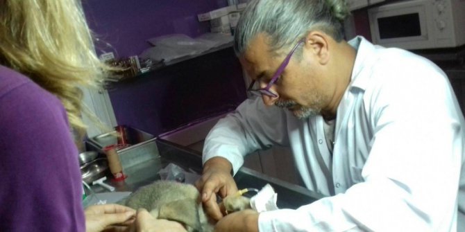 Yaralı köpeğe Niksar Belediyesi sahip çıktı