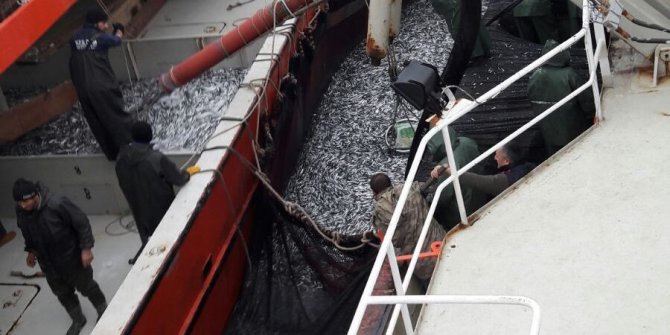 Karadeniz’den en çok hamsi ve palamut çıkıyor