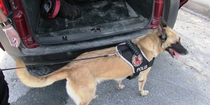 Ayakkabıdan bonzai çıktı