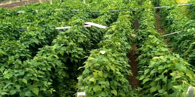 Bu fasulye pazara inmeden satılıyor