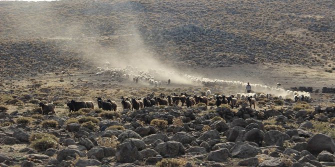Yem fiyatları Karacadağ’da hayvancılığı vurdu