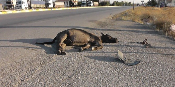 Başıboş eşek kazaya sebep oldu