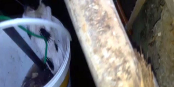 Su kuyusuna düşen kedi kurtarıldı