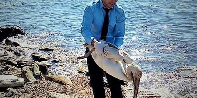 Yaralı pelikanı duyarlı vatandaş kurtardı
