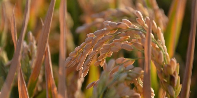 “Beyaz altın” hasadı başladı