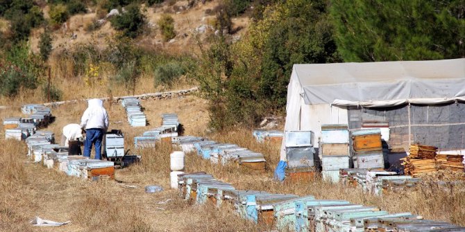 Dünya Arıcılık Kongresi İstanbul’da başlıyor