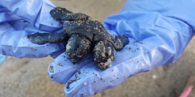 Çift başlı yavru deniz kaplumbağa görenleri şaşırttı