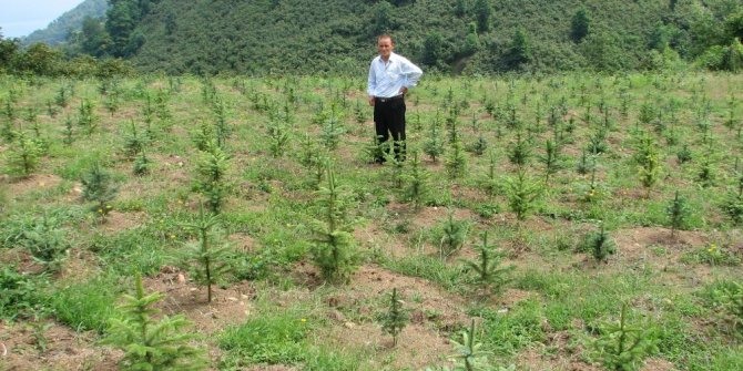 Ordu’da 14 yılda 17 milyon fidan dikildi