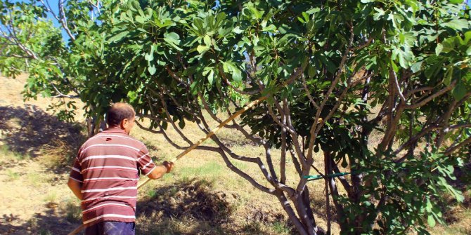 İncirde hasat sezonu sona erdi, altın yılını yaşayan üretici mutlu