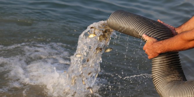 Barajlara 770 bin sazan balığı bırakıldı