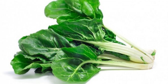 Pazı şeker hastalığından koruyor