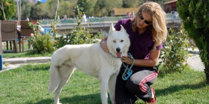 Maganda kurşunuyla ayağını kaybeden Sibirya kurdu hayata tutundu