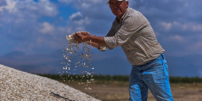 Kayseri’de Ay Çekirdeği Hasadı Başladı