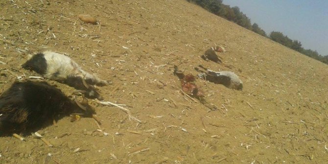 Kurtlar 6 keçiyi telef etti