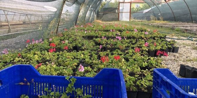 Binlerce Çiçek Toprakla Buluşacak