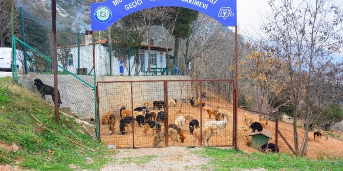 Sahipsiz Dostlar Büyükşehir Güvencesinde