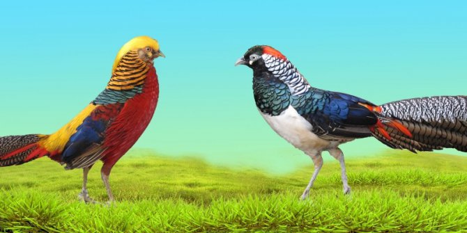 Trabzon’da Uluslararası Süs Tavukları Fuarı düzenlenecek