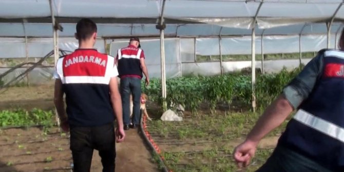 Organik tarım adı altında Hint keneviri yetiştiren 2 kişi yakalandı