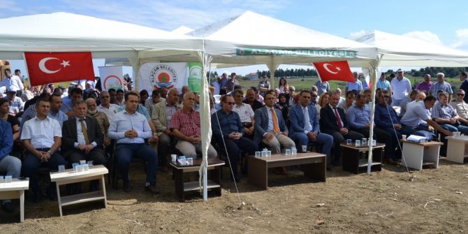 Alaçam’da çeltik hasat günü