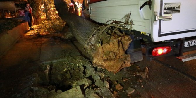 Başkent’te faciadan dönüldü: Kökünden kopan dev ağaç yola devrildi