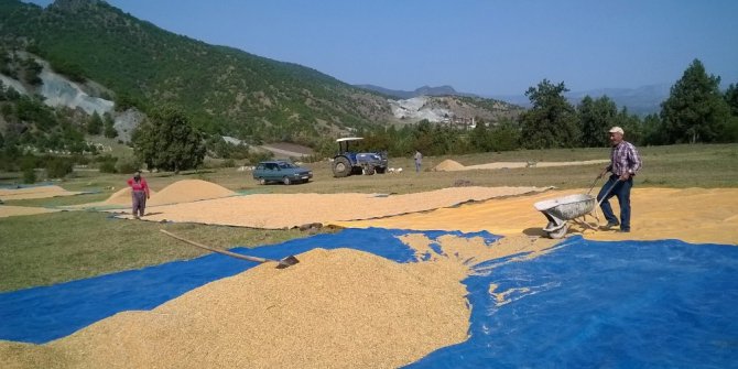 Çeltik üreticisi tedirgin