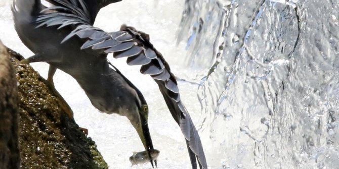 Yeşil sırtlı balıkçılın akarsuda balık yakalama anı