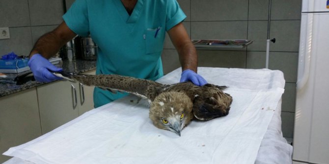Küçükçekmece’de yaralı halde bulunan yılan kartalı tedavi altına alındı