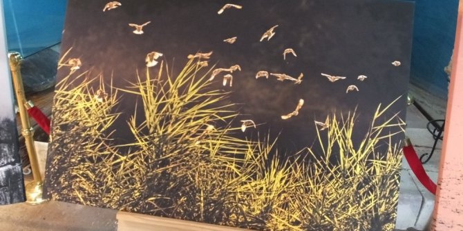 Burhaniye’de üniversiteli fotoğrafçı sergi açtı