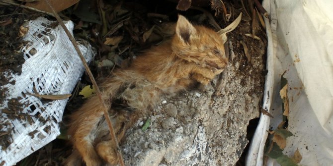 Aynı yerde iki haftada ikinci vahşet