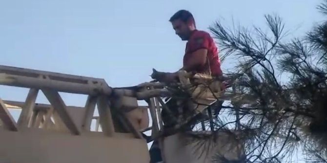 Ağaçta Mahsur Kalan Yavru Kedi Kurtarıldı