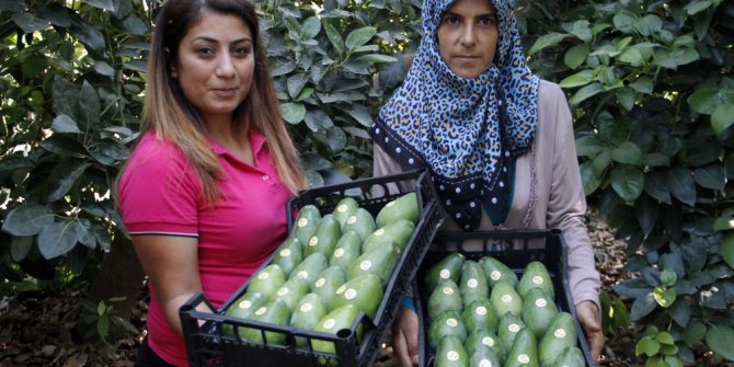 Avokadoda 15 milyon adet üretim hedefi
