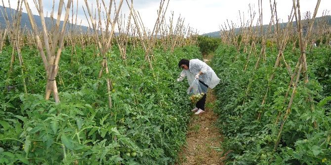Bilecik’te Sebze-meyve Ürünlerinde 2016 Yılı Hasat Öncesi Pestisit Denetimleri