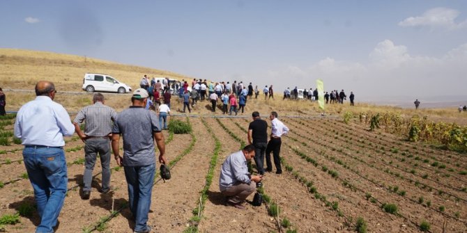 Tıbbi ve Aromatik Bitki Bahçelerinin Tanıtımı Yapıldı