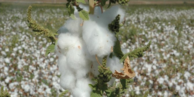 Kahramanmaraş’ta pamuk hasadı başladı