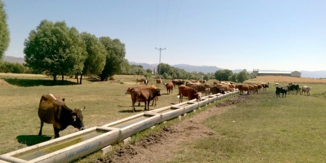 DAP İdaresi, 25 bin 213 adet sıvat dağıttı