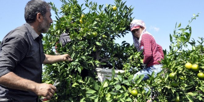 Hatay’da mandalina hasadına başlandı