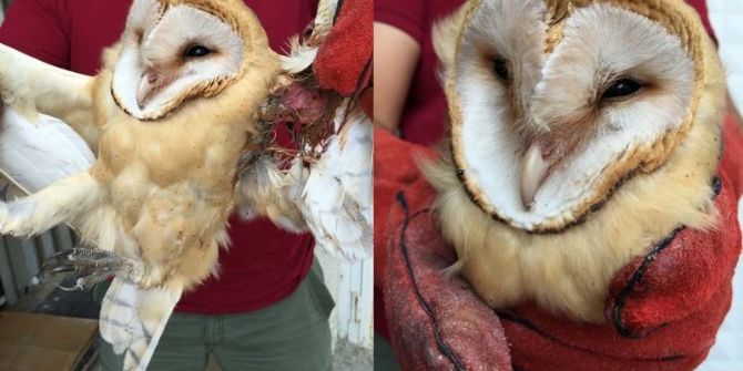 Yaralı Halde Bulunan Peçeli Baykuş Tedavi Edildi