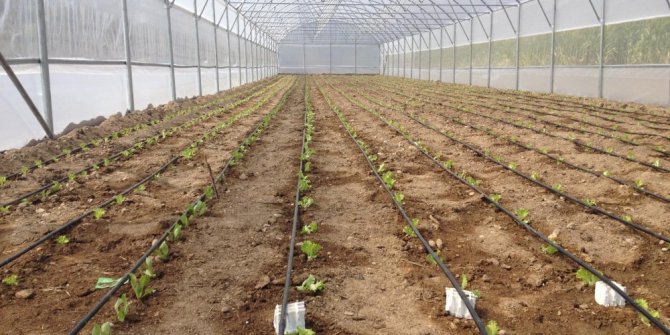 Büyükşehir’in seralarında üretim başladı