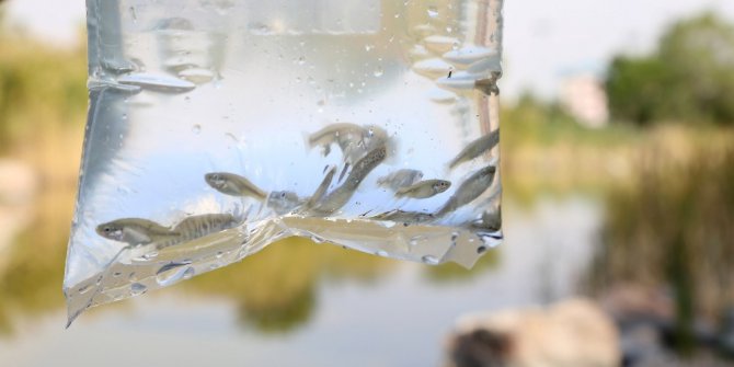 İlaçlama çalışmalarına balık desteği