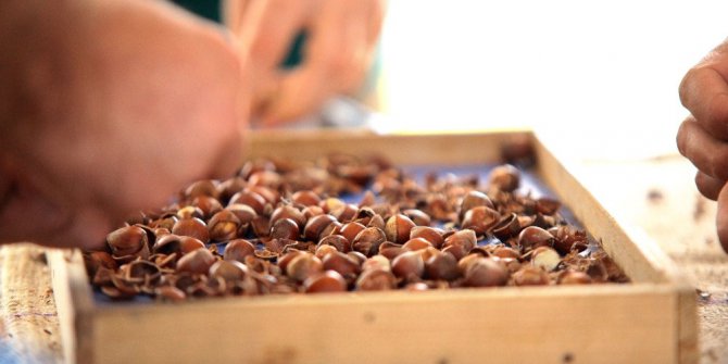 Giresun’da fındıklar yarıştı