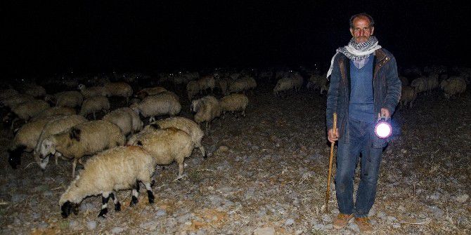 Çobanların Zorlu Gece Mesaisi