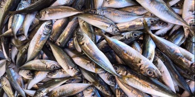 Balık kızartması nasıl yapılır?