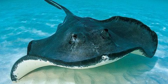 Görünmeyen Tehlike ’Dikenli Vatoz’ Aquavega’da