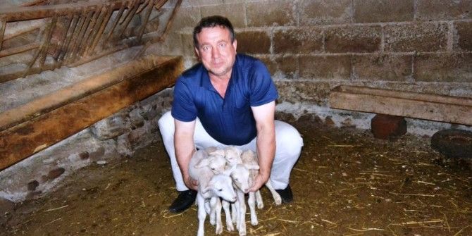 Tek Batında 4 Kuzu Doğurdu