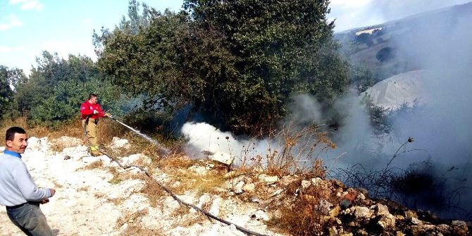 Ayvalık’ta Yol Kenarına Atılan İzmarit Zeytinliği Yaktı