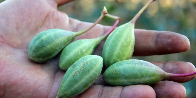 Doğadaki Sağlık Deposu Bitki ‘Kapari’