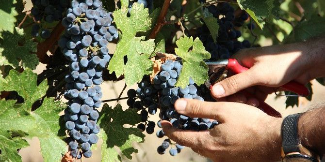 Kuraklık Bağcılara Yaradı