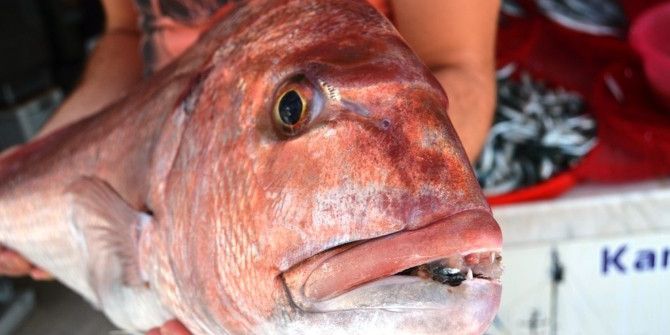 Denizden Dev Sinavrit Çıktı