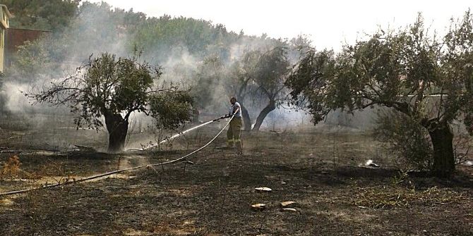 Edremit’te Zeytinlik Yangını